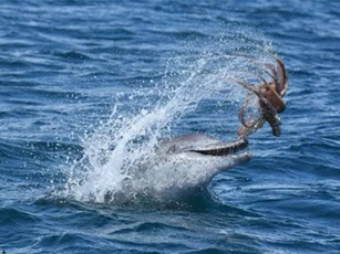 Ảnh hiếm: Cá heo chơi đùa với bạch tuộc