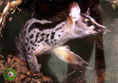 Bất ngờ thú vị về cầy vằn bắc quý hiếm ở Việt Nam