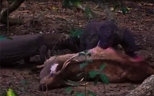 CLIP: Rồng komodo ăn tươi nuốt sống con mồi