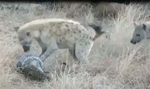 CLIP: Vừa săn được khỉ, trăn đá liền bị linh cẩu cướp mồi