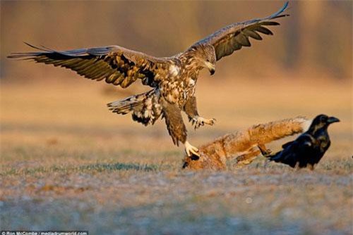 Cận cảnh đại bàng đuôi trắng cận chiến khốc liệt