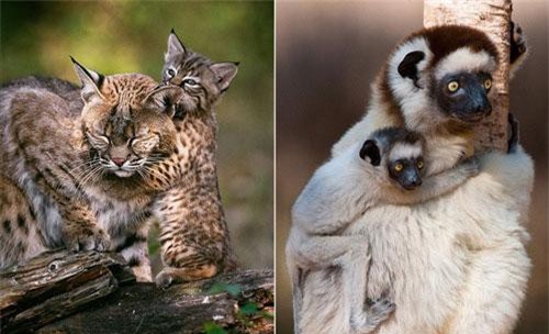 Điểm những động vật hoang dã coi mẹ là số một