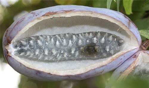 Điểm những loại trái cây kỳ quặc nhất thế giới