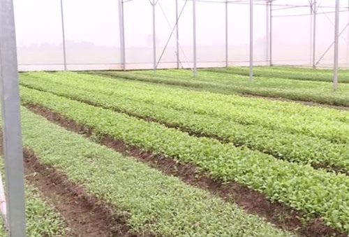 Hà Nội: Thu 500 triệu đồng/tháng nhờ mô hình trồng rau baby