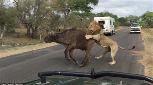 Kịch tính sư tử diệt trâu rừng ngay trước mắt du khách