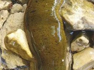 Loài đỉa và những khám phá gây giật mình