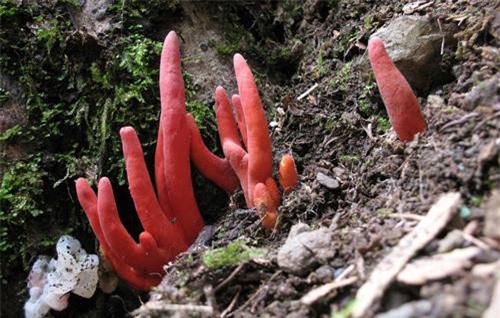 Loài nấm nguy hiểm nhất thế giới đột nhiên xuất hiện ở Úc: Chạm khẽ thôi cũng đủ gây độc chết người