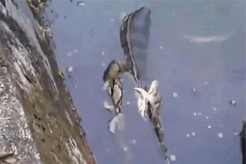 Nghe tiếng động lạ khi câu cá, người đàn ông bủn rủn, ném vội cần câu vì thứ đáng sợ này