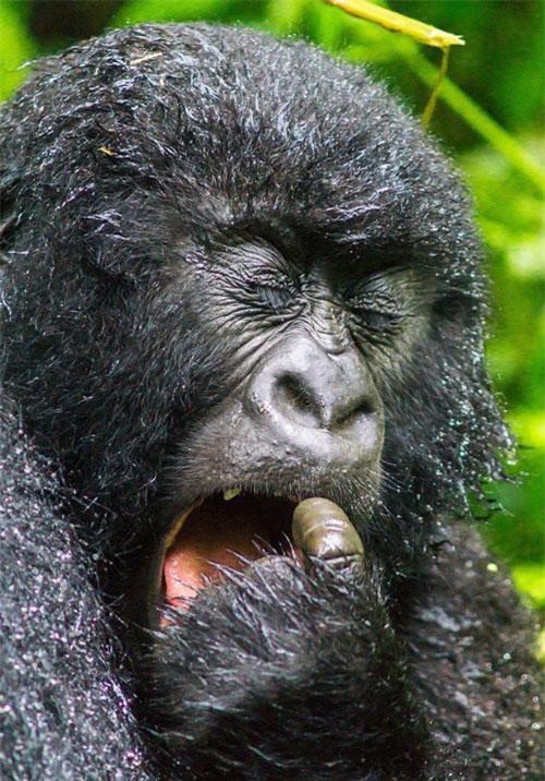 Tập tin:Mountain gorilla (Gorilla beringei beringei) female eating root.jpg  – Wikipedia tiếng Việt