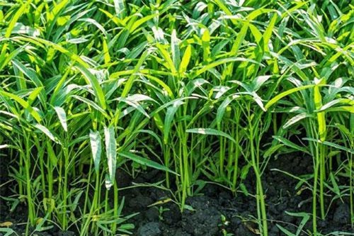 Những thực phẩm quen thuộc có nguy cơ nhiễm chì cao mà ít người biết