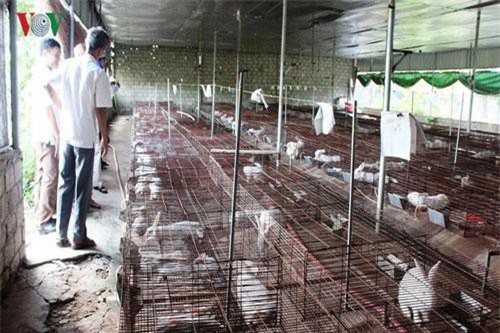 Nuôi thỏ tiêu chuẩn Nhật Bản cho hiệu quả kinh tế cao ở Lai Châu