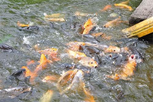 Phong trào 'Ao cá Bác Hồ' giúp nông dân làm giàu từ nghề nuôi cá