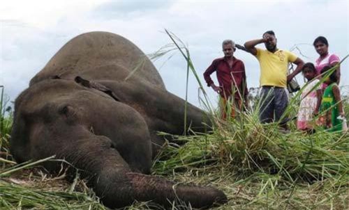 Sri Lanka: Hàng loạt voi bỗng lăn ra chết