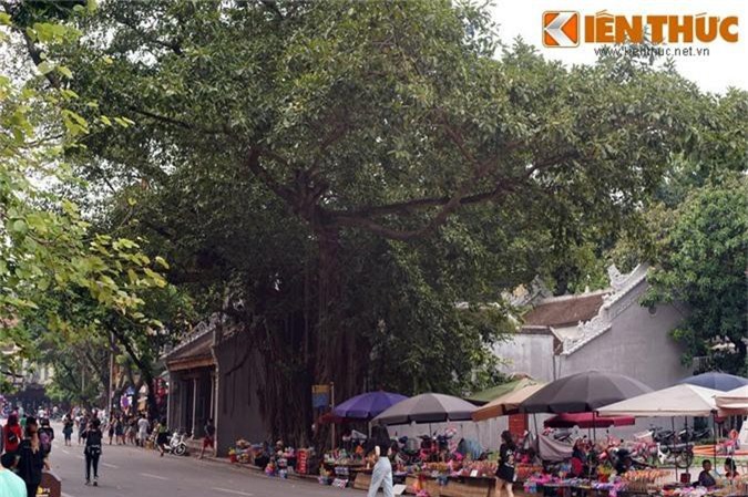 Tận mục cây đa 'khổng lồ' bên hồ Gươm