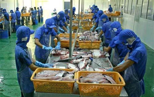 Thủy sản Cửu Long An Giang (ACL) sắp trả cổ tức đợt 1/2019 bằng tiền, tỷ lệ 15%