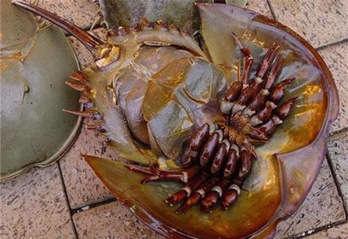 Vì sao dân gian có câu 'dính như sam'?