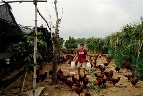 Bắc Giang: Thu nhập cao nhờ nuôi gà lai Hồ thả vườn