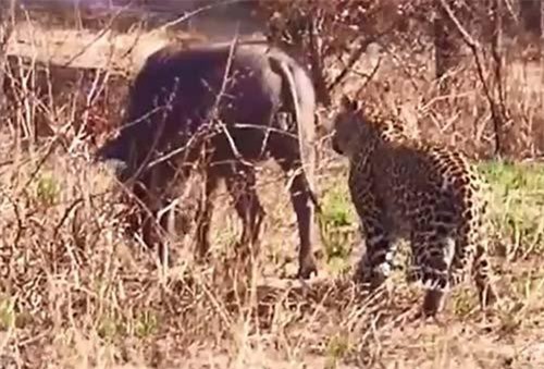 CLIP: Không thể nhịn cười với màn săn lợn rừng 'siêu ngáo' của báo hoa mai