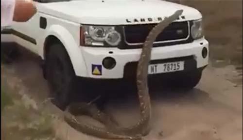 CLIP: Liều mạng kéo đuôi trăn đá khổng lồ và cái kết bất ngờ