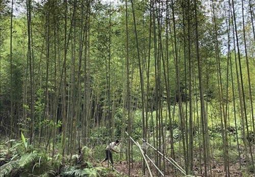 Cao Bằng: Thu tiền triệu từ trồng cây trúc