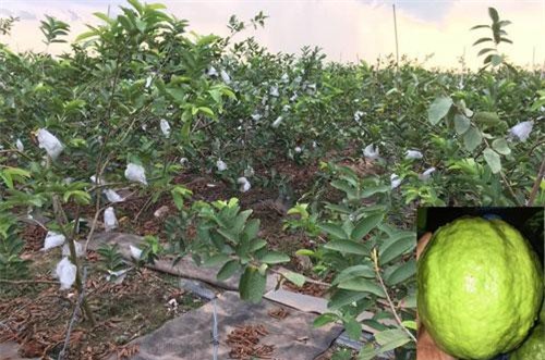 Cây ổi bo mang lại thu nhập cao cho người dân Thanh Hà