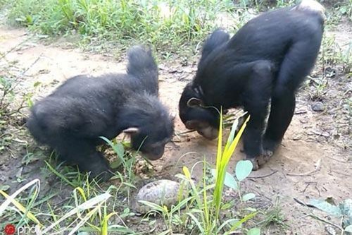 'Chết cười' tinh tinh ngỗ nghịch trêu chọc rùa nhỏ