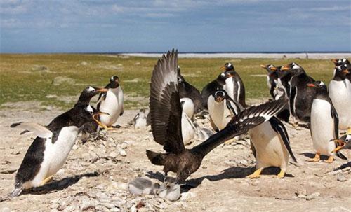 Chim cướp biển săn giết chim cánh cụt con chết thảm