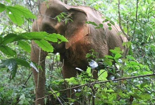 Đắk Nông: Voi rừng lại xuất hiện, phá hoại cây trồng của người dân