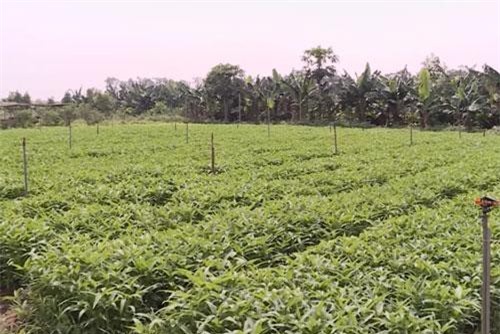 Hà Nội: Làm giàu nhờ mô hình trồng rau an toàn