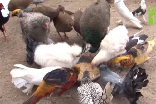 Hưng Yên: Kiếm hàng trăm triệu đồng/tháng nhờ nuôi 'hàng độc'