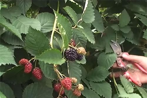 Lâm Đồng: Thu 2 triệu đồng/ngày nhờ trồng 1 sào phúc bồn tử đen