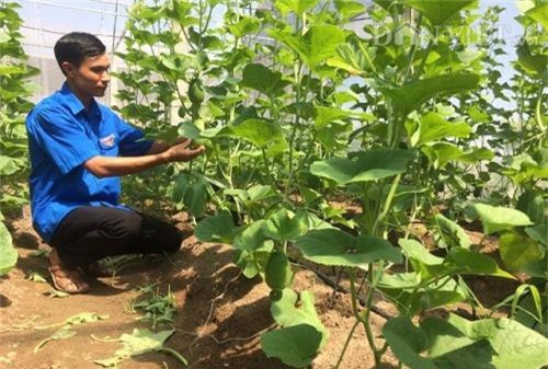 Nam Định: Trồng dưa lê Hàn Quốc cho doanh thu gần 200 triệu đồng