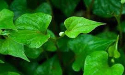 Ngư tinh thảo – Thảo dược quý nhưng không hiếm