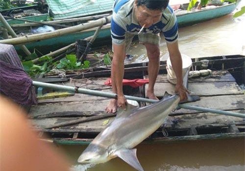 Người dân Đồng Tháp bắt được cá lạ, nghi cá mập
