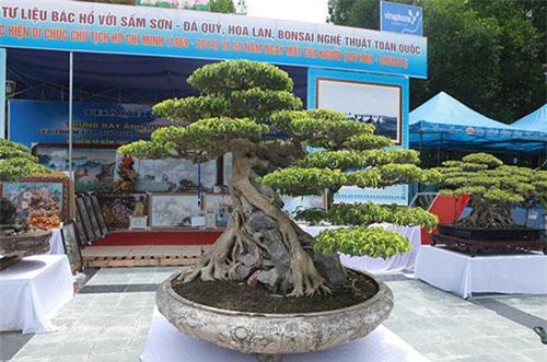 'Siêu cây Việt Nam' giá 23 tỷ đồng khiến giới chơi cây 'sửng sốt'