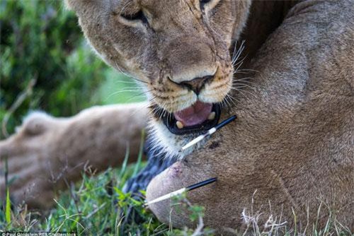 Tận mắt sư tử đau điếng nhận đòn của nhím