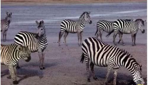 'Test thị lực' với câu đố tìm lỗi sai