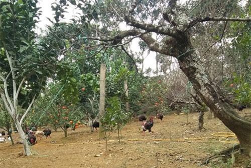 Thanh Hóa: Kiếm bạc tỷ nhờ mô hình kinh tế tổng hợp