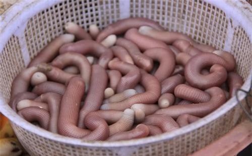 Top 10 đặc sản hải sản ngon nhất đất Việt được sách Kỷ lục ghi nhận