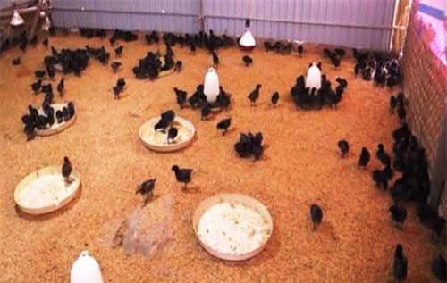 Yên Bái: Nuôi gà đen bản địa giúp nâng cao thu nhập cho người dân