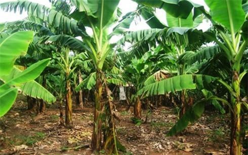 15 câu đố vui 'hại não' về các loài cây