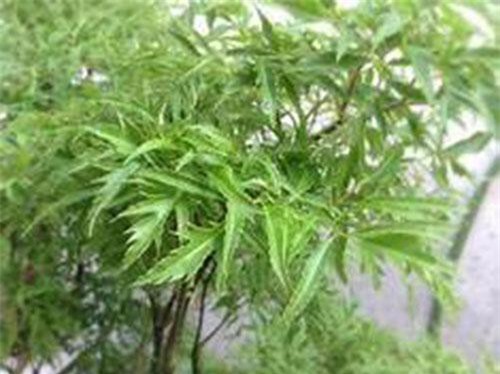 Ăn sống lá đinh lăng - tưởng không hay mà hay không tưởng