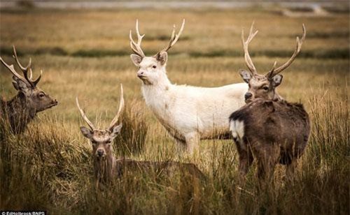 Ảnh 'độc' về loài hươu trắng quý hiếm ở Anh