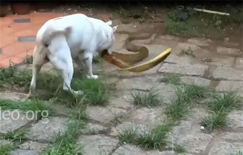 CLIP: Chó nhà đại chiến rắn hổ