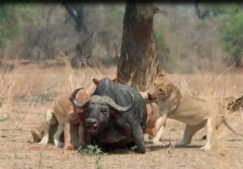 CLIP: Đàn sư tử đoạt mạng trâu rừng