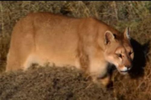 CLIP: Top 10 động vật thuộc họ mèo nguy hiểm nhất thế giới