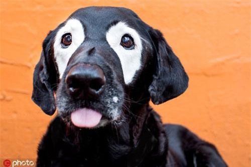 Chết mê loạt chó, mèo ngôi sao nổi hơn cả con người