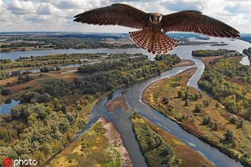 Chim ưng phản ứng bất ngờ lần đầu nhìn thấy flycam