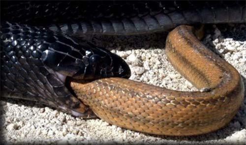 Chuyện kỳ lạ về loài rắn khiến bạn phát 'sốc'