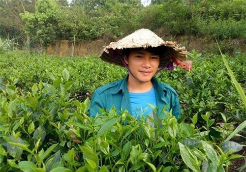 Đam mê trồng chè, ướp sen, cử nhân báo chí rời phố về quê lập nghiệp